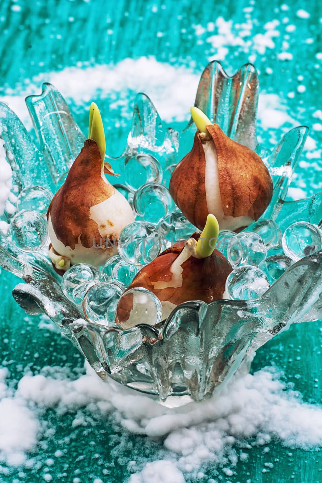 germinated and prepared for planting spring bulbs plants