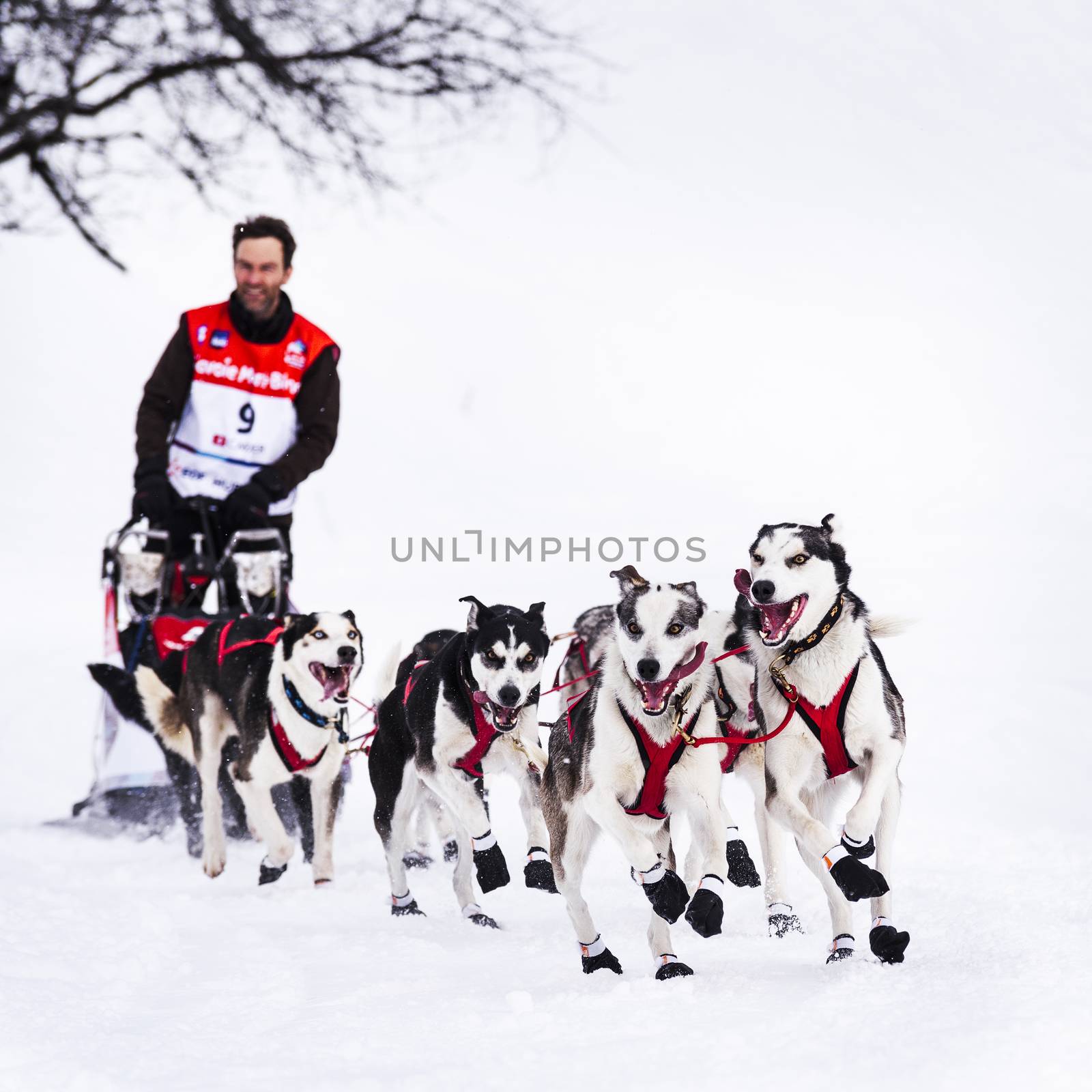 SARDIERES VANOISE, FRANCE - JANUARY 20 2016 - the GRANDE ODYSSEE the hardest mushers race in savoie Mont-Blanc, Christian MOSER, swiss musher, Vanoise, Alps