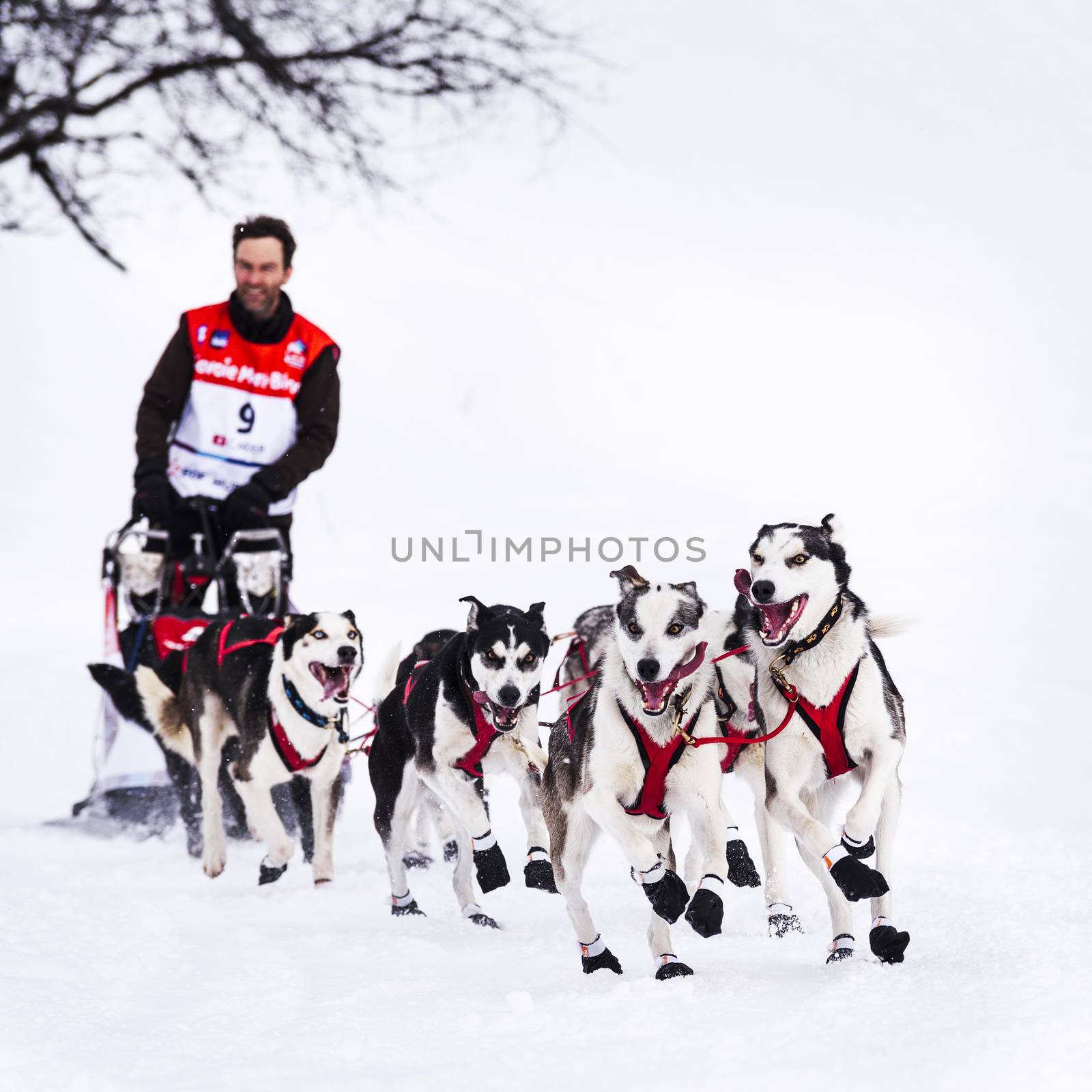 Sledge dogs in speed racing by ventdusud