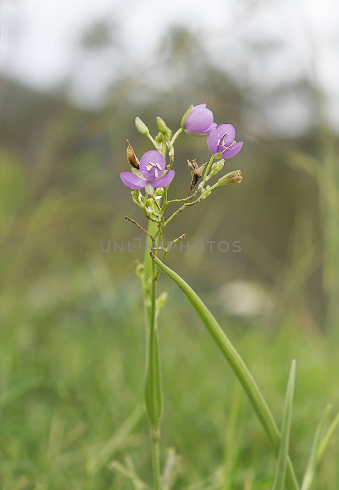 Australian Wild Flower Murdannia graminea known as purple slug flower or slug herb