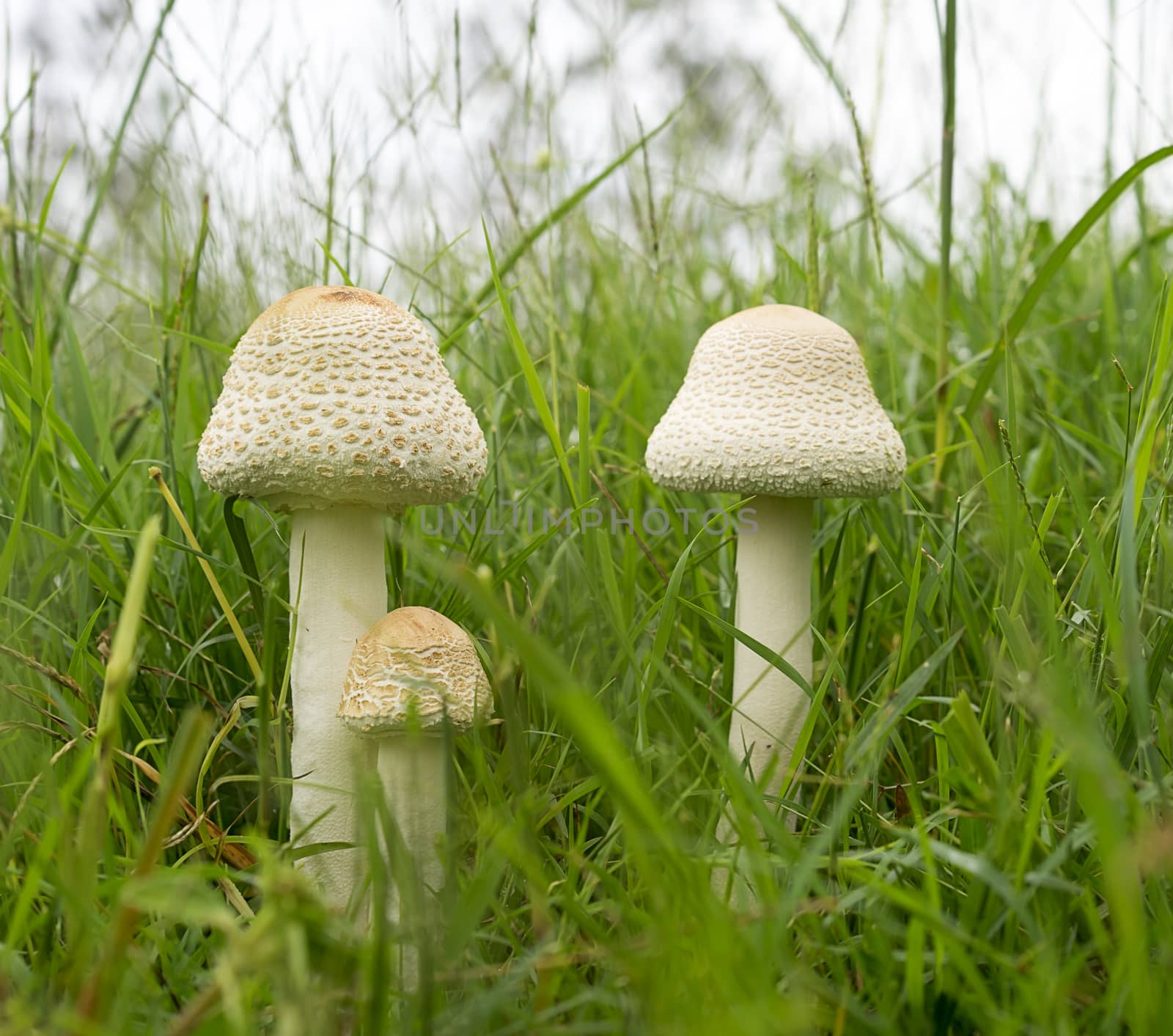 Australia three young parasol mushrooms growing in wet, long green grass