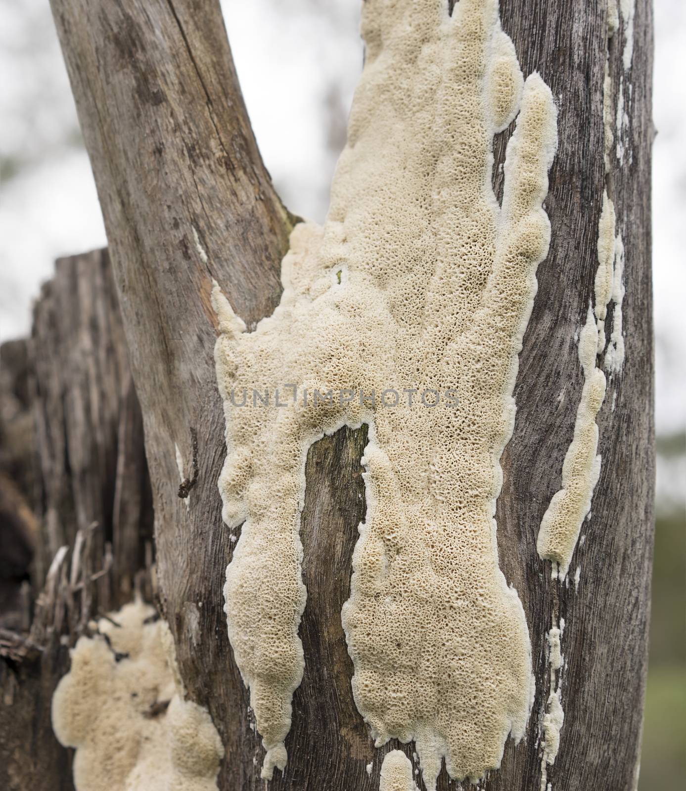 Large Fruiting Body of Australian Polypore Fungus Growing on Spotted Gum  Eucalypt Stump after Rain