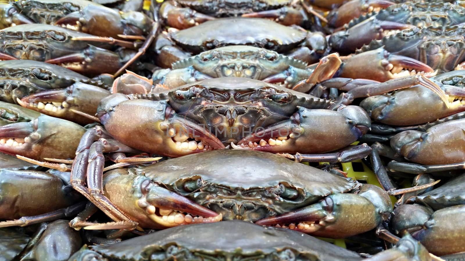 Live soft-shell crab in the basket (selective focus). 
Soft-shell crab is a culinary term for crabs which have recently molted their old exoskeleton and are still soft. Soft-shells are removed from the water as soon as they molt to prevent any hardening of their shell.