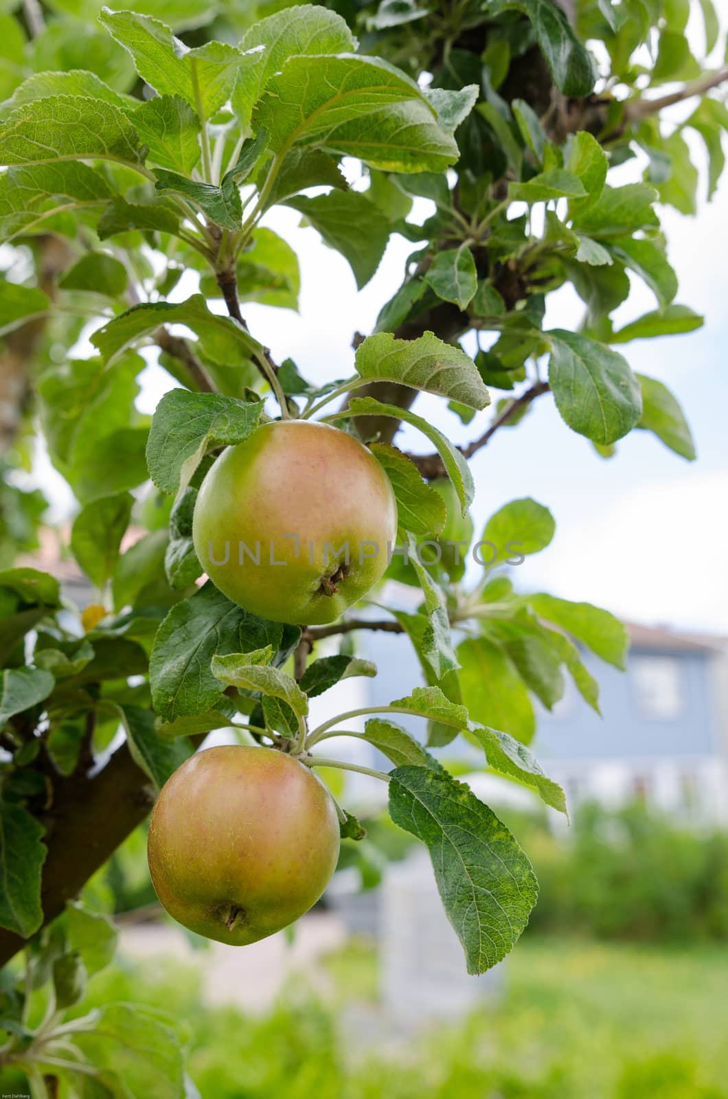 soon the apple is ready to eat and do some pie