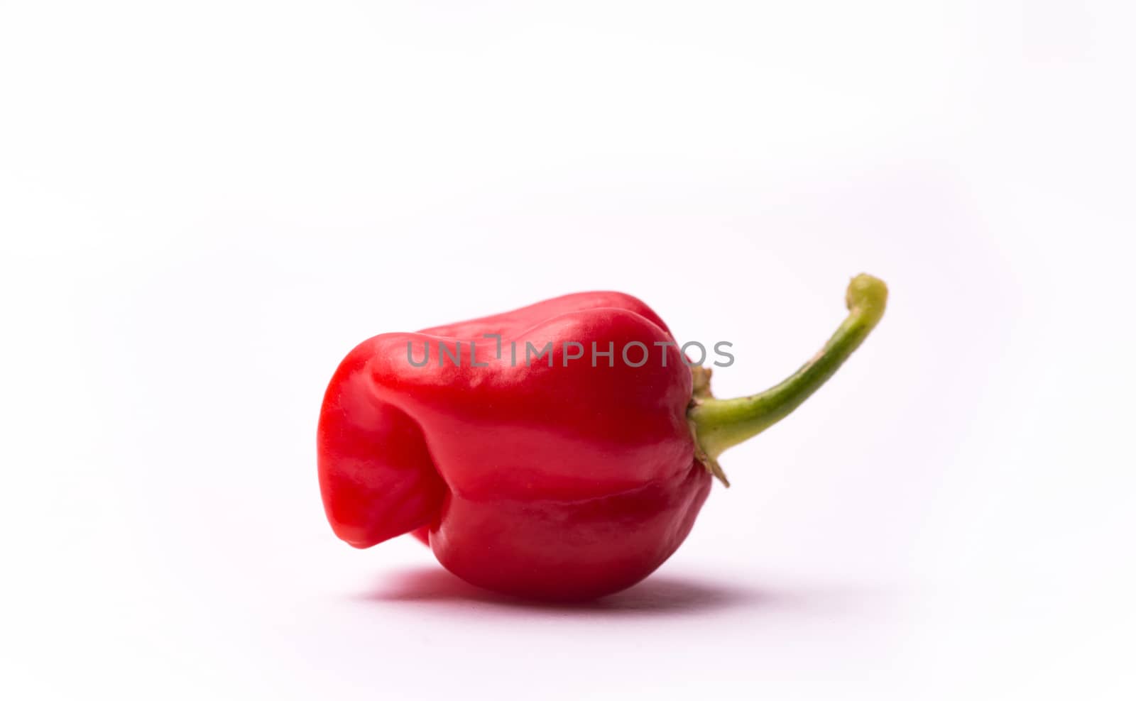 Chili pepper Trinidad Moruga Scorpion