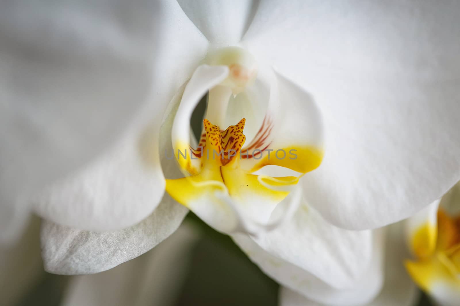 Macro view of a beautifull flower white orchid