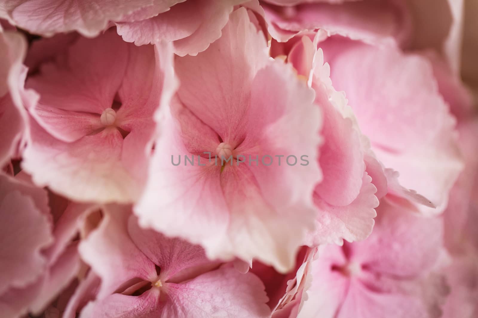 Close up view of pink beautiful flower hydrangea