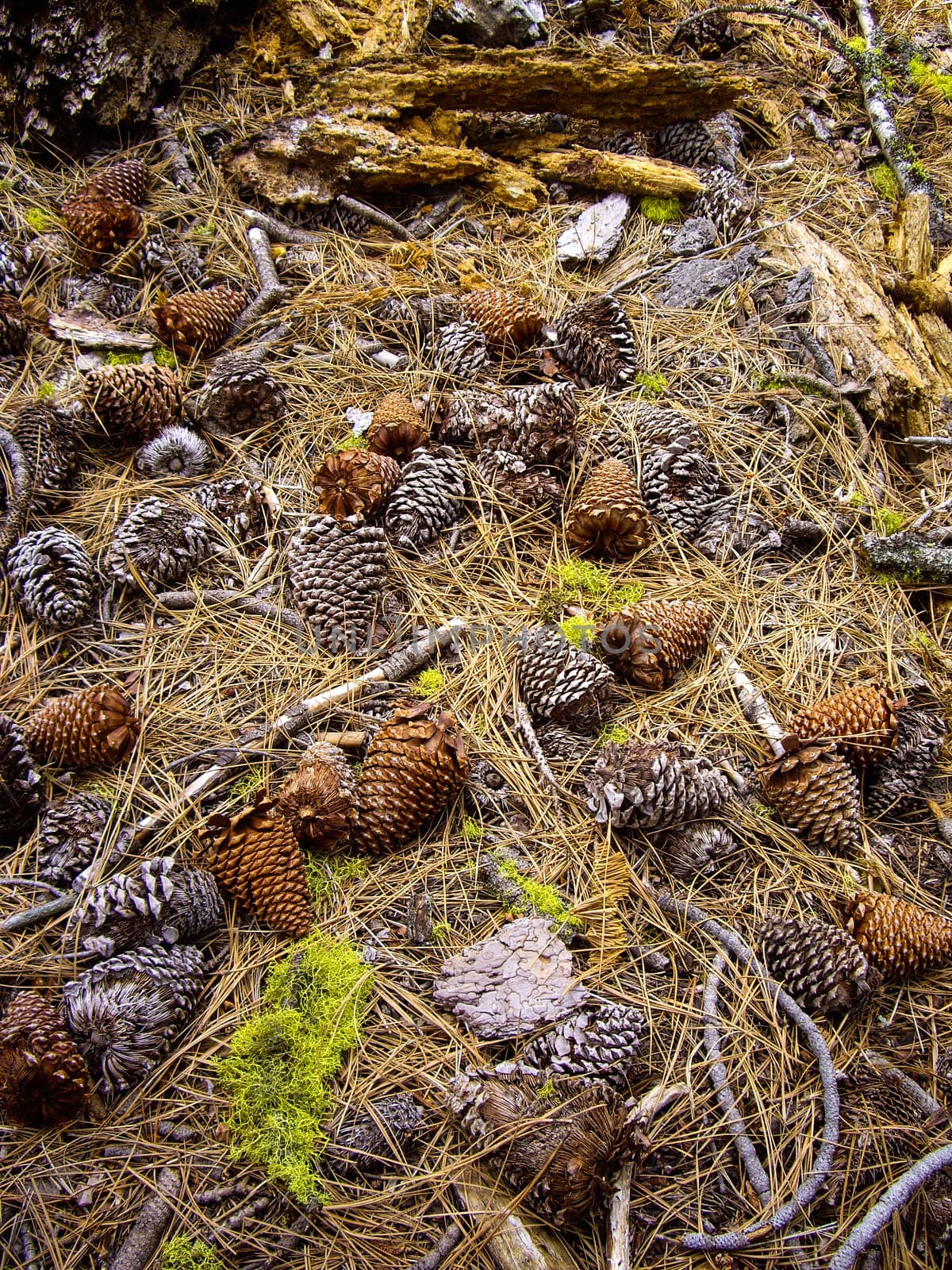 Carpet of pine cones and moss on forest floor by emattil