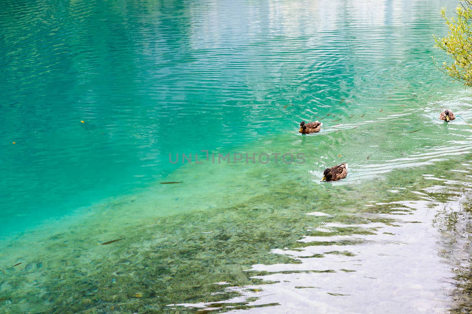 Duck and fishes in water of Plitvice Lakes, Croatia by starush