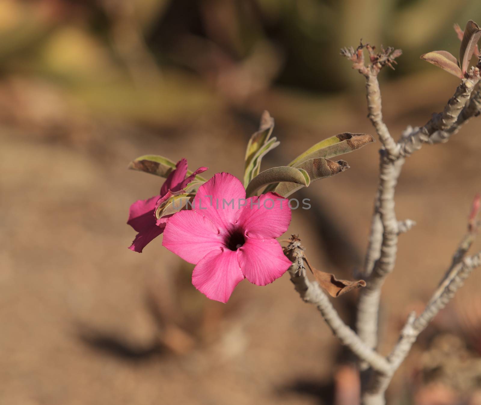 Pink flowers on Adenium obesum swazicum blooms from November through may in Swaziland.