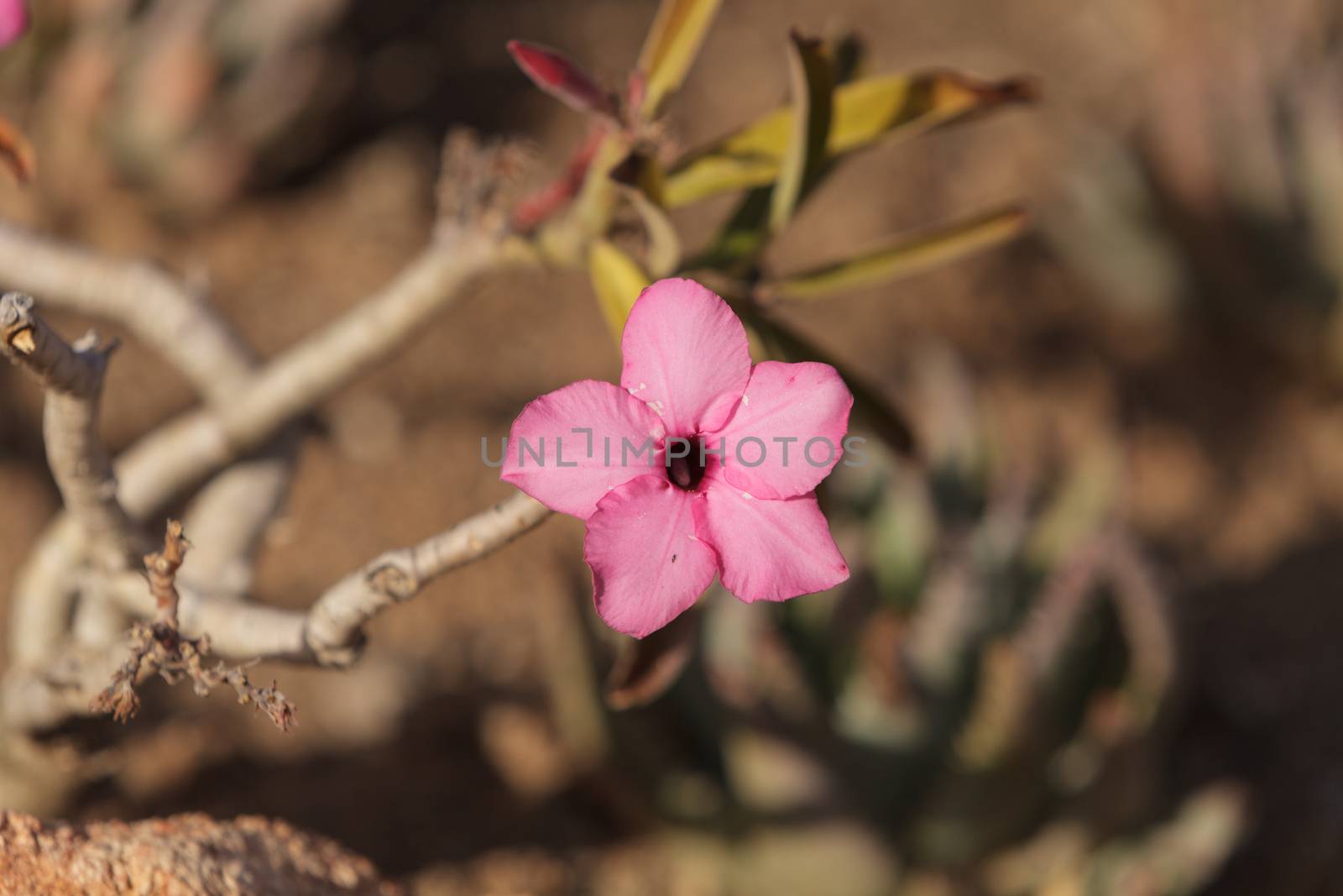 Pink flowers on Adenium obesum swazicum by steffstarr