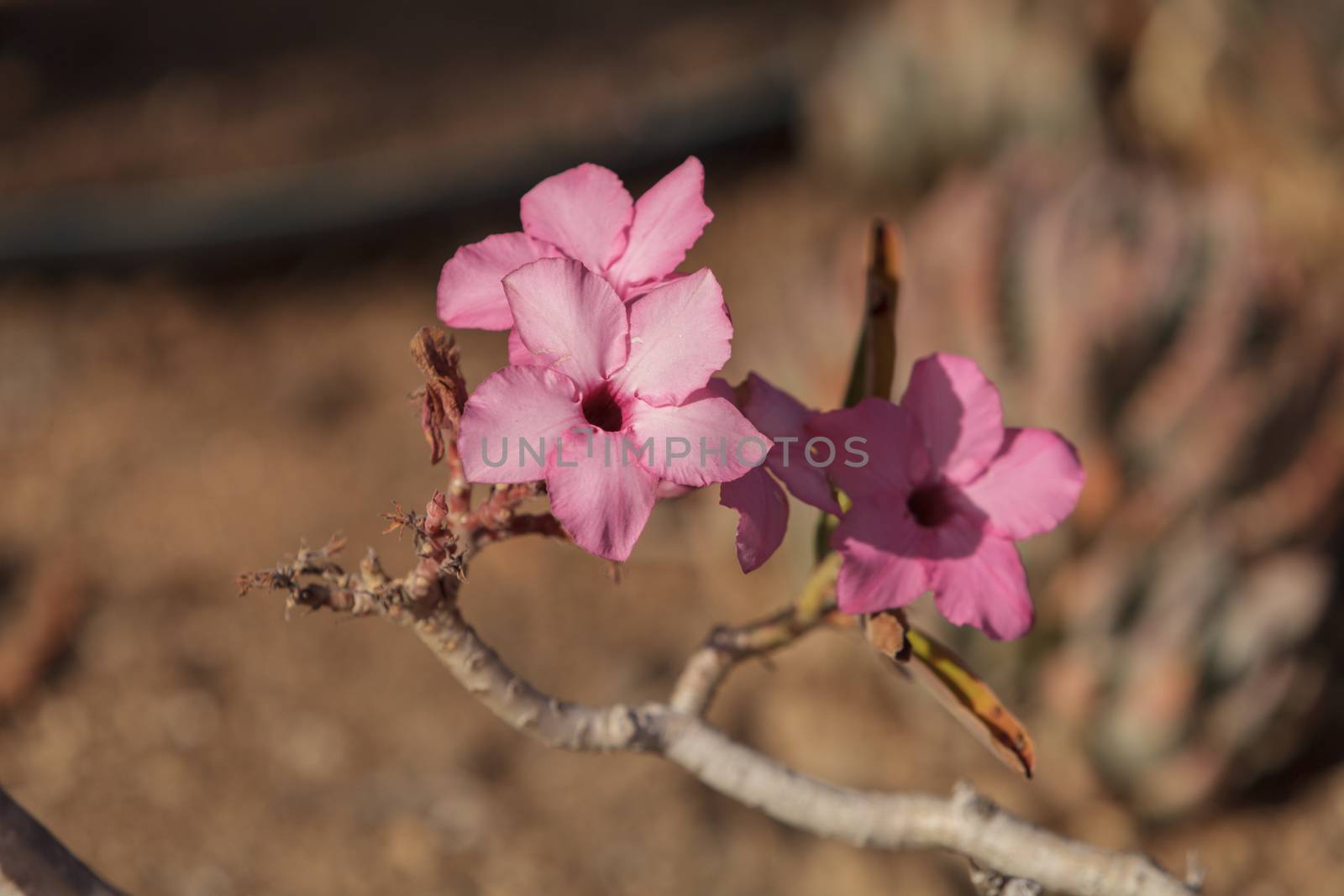 Pink flowers on Adenium obesum swazicum blooms from November through may in Swaziland.