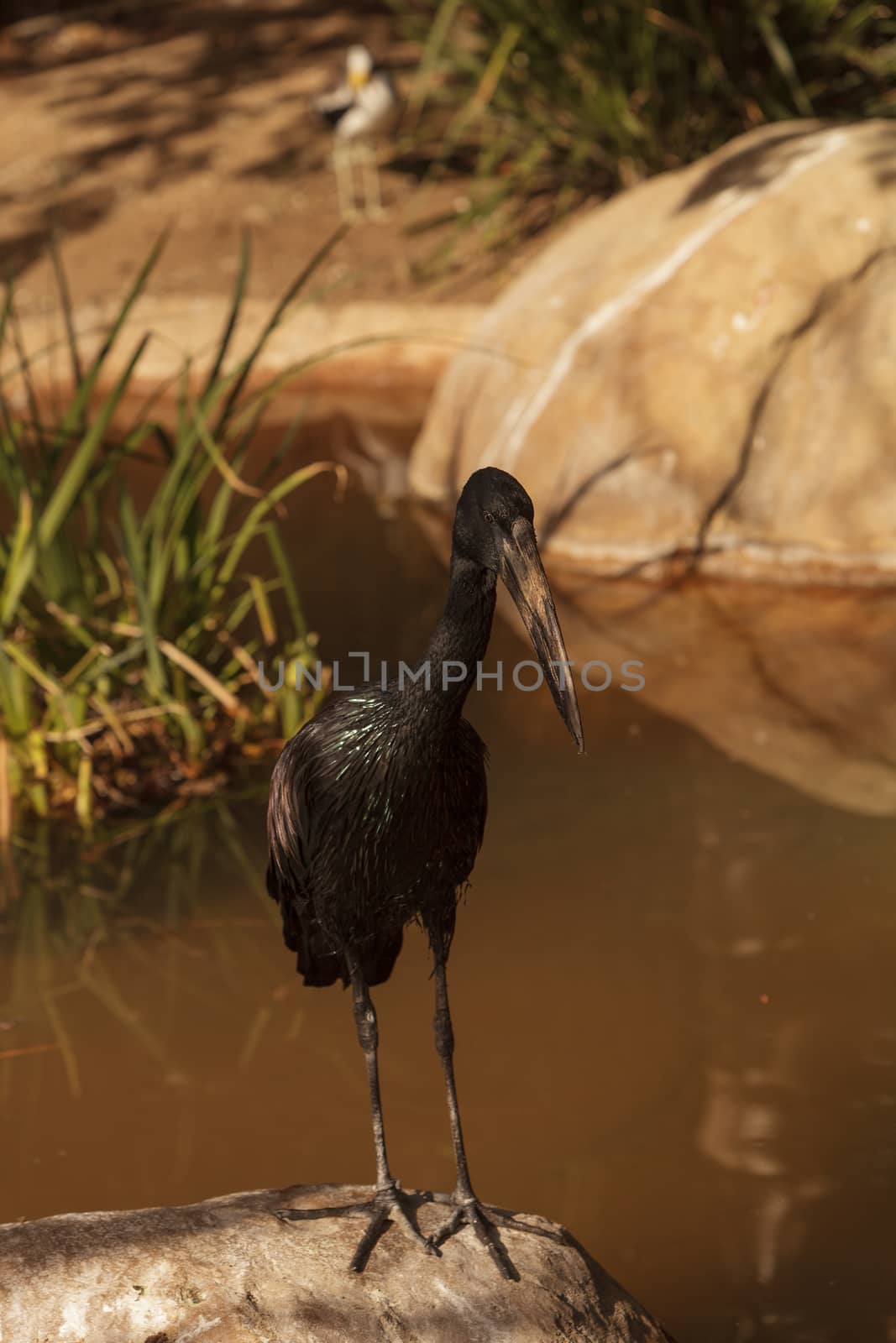 African Openbill Stork, Anastomus lamelligerus lamelligerus, bird is found in Thailand, Sumatra and Borneo