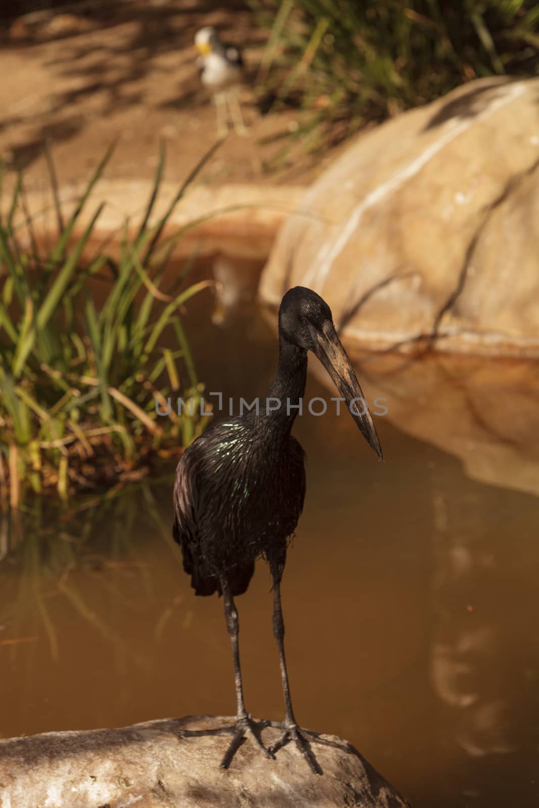 African Openbill Stork by steffstarr