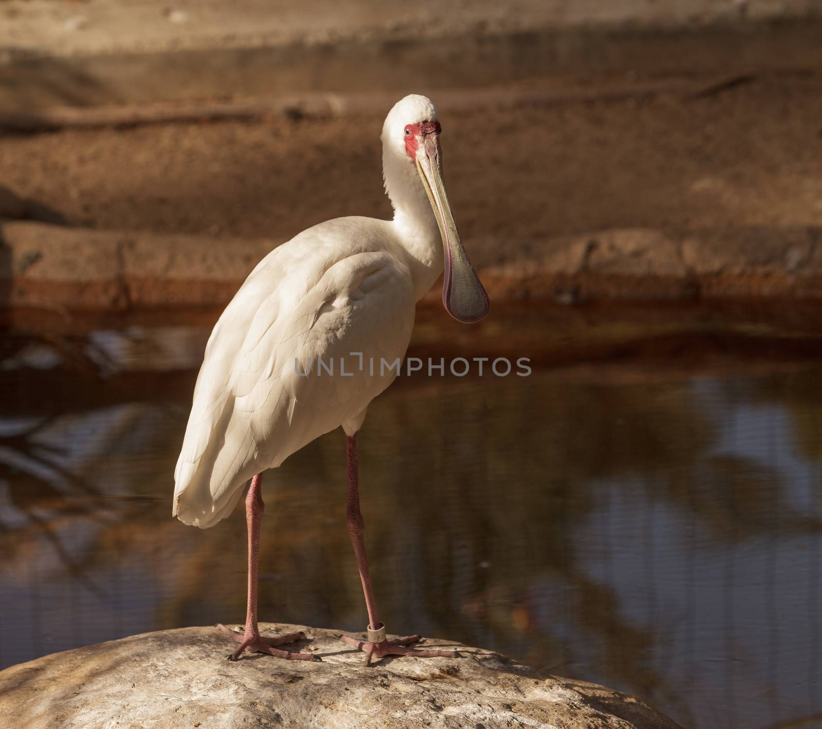African spoonbill, Platalea alba, is a white bird with a red face found in Africa in rivers and streams.