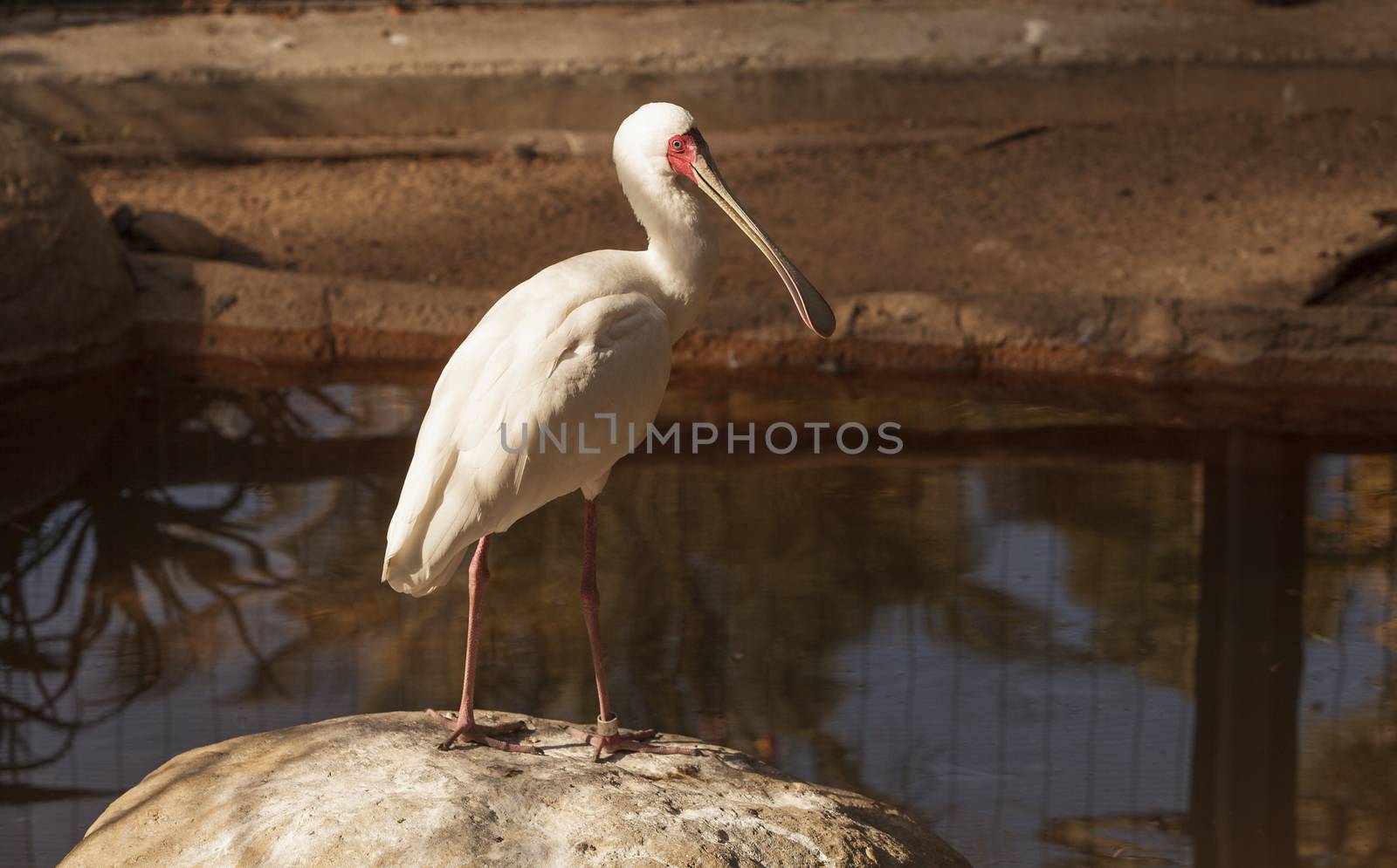 African spoonbill by steffstarr