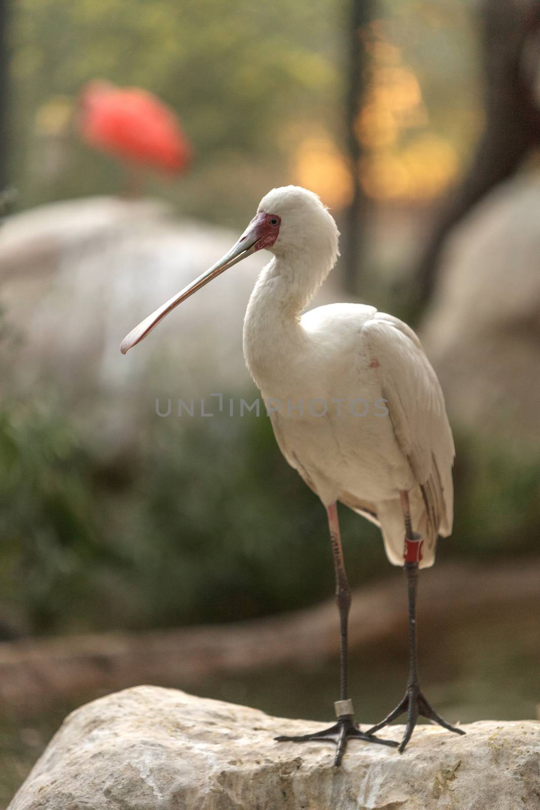 African spoonbill by steffstarr