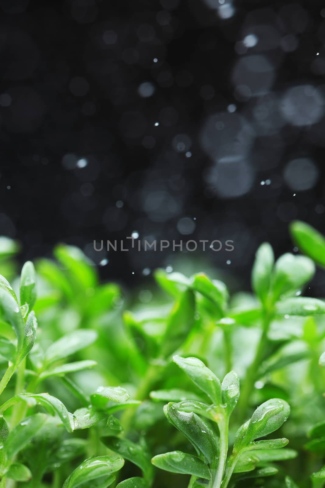 Close-up of a beauty textured green leaf with water drops