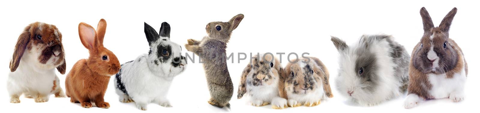 group of Rabbits  in front of white background