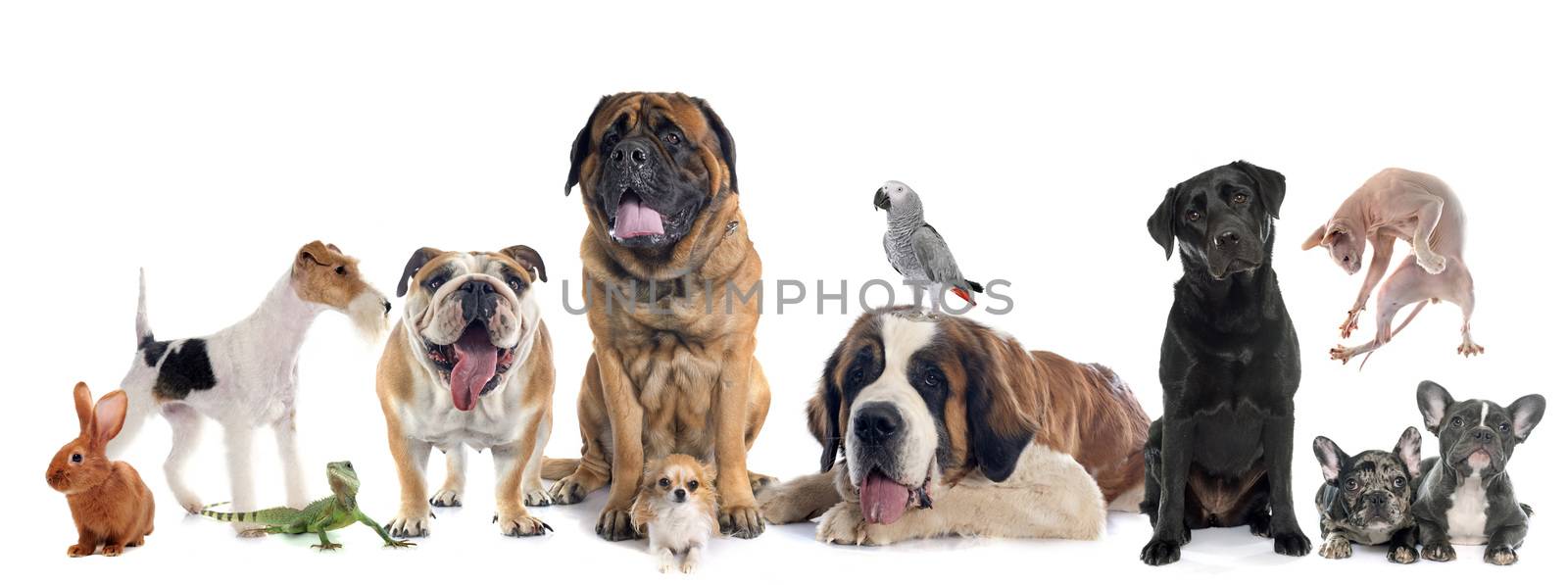 group of pet in front of white background