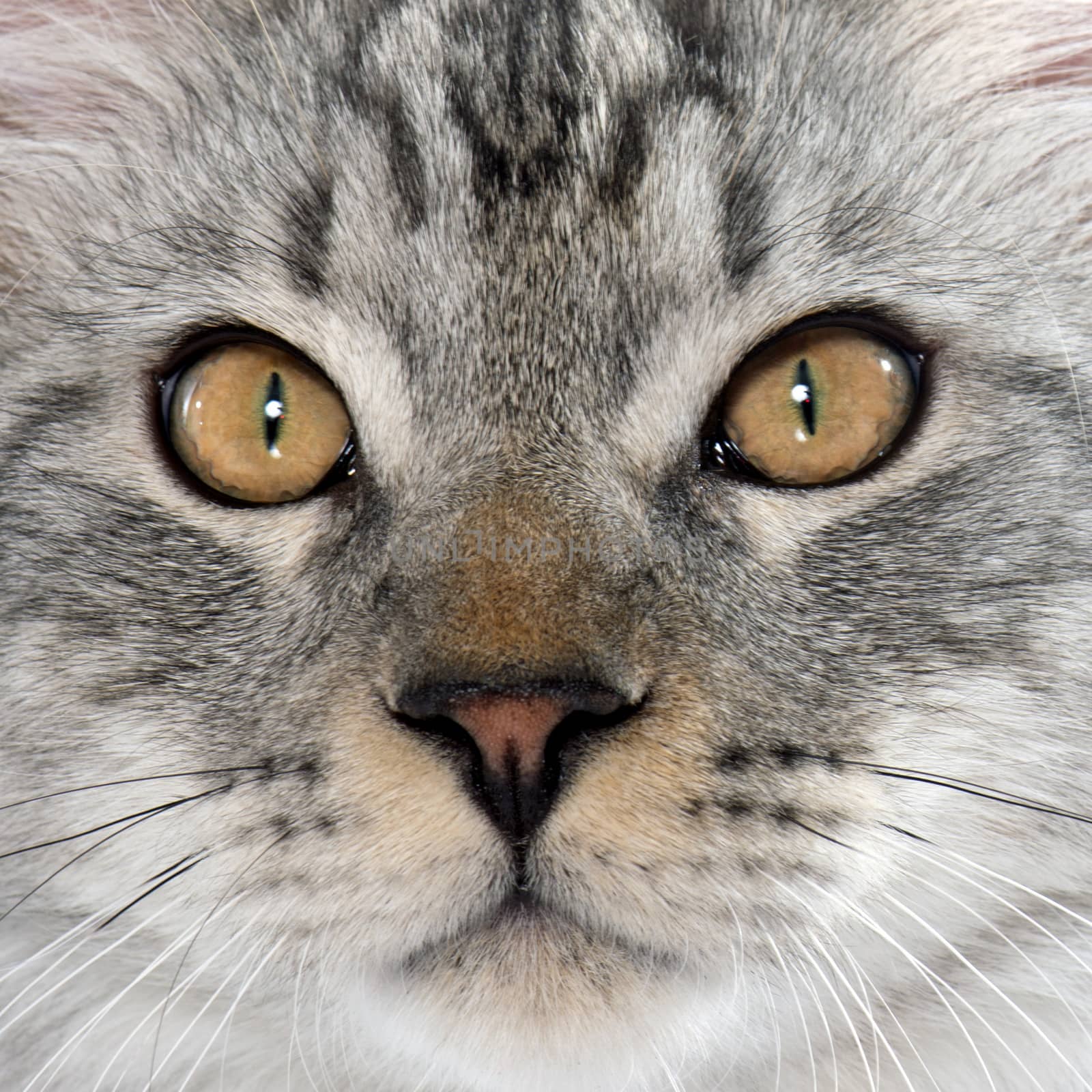 maine coon cat in front of white background