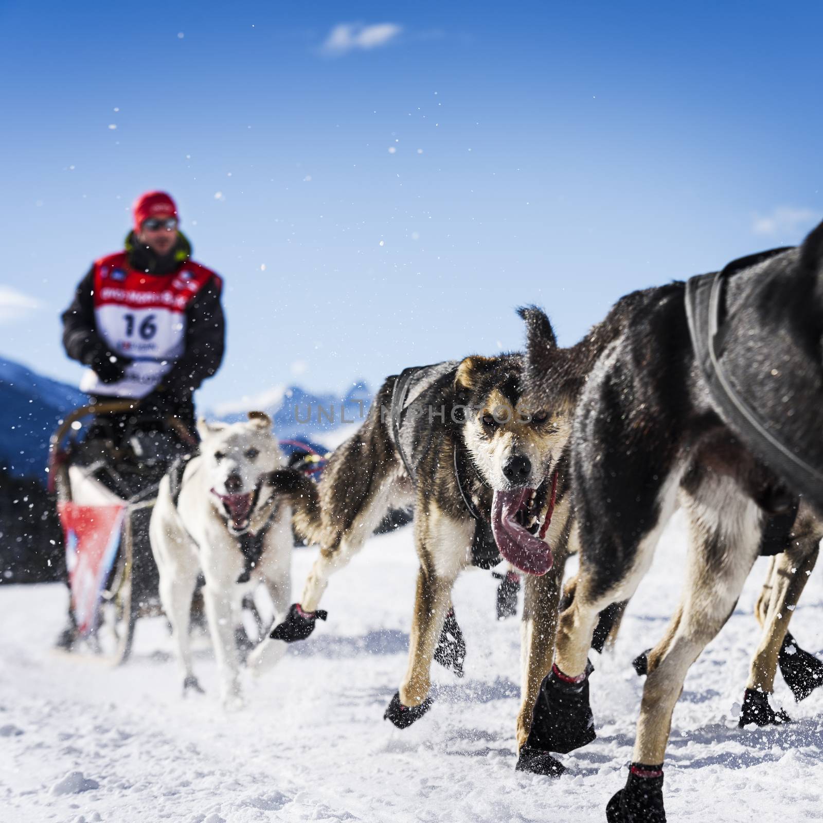 SARDIERES VANOISE, FRANCE - JANUARY 20 2016 - the GRANDE ODYSSEE the hardest mushers race in savoie Mont-Blanc, Benoit Verin, french musher, Vanoise, Alps