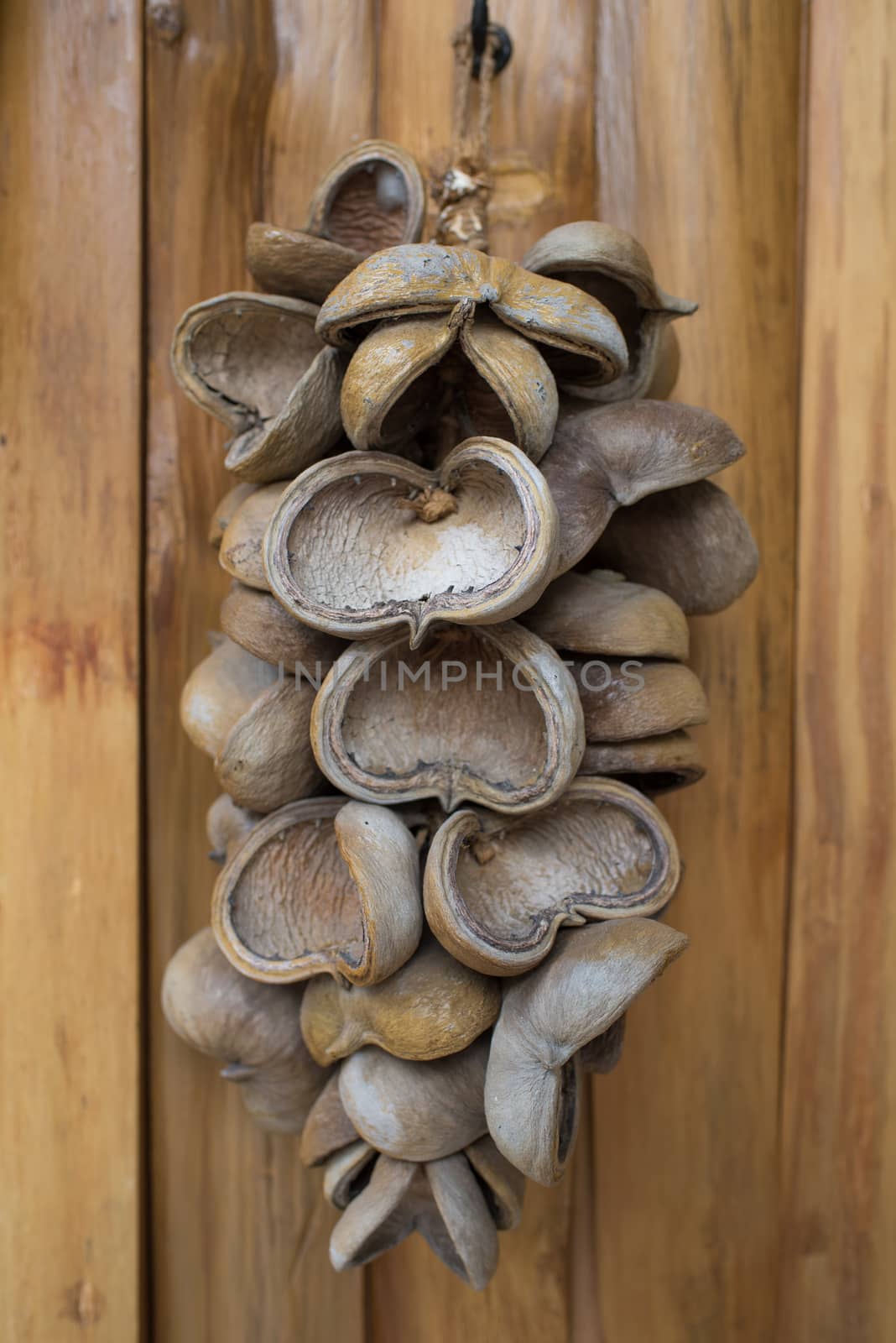 Dry samrong tree (Bastard poom) on wooden wall
