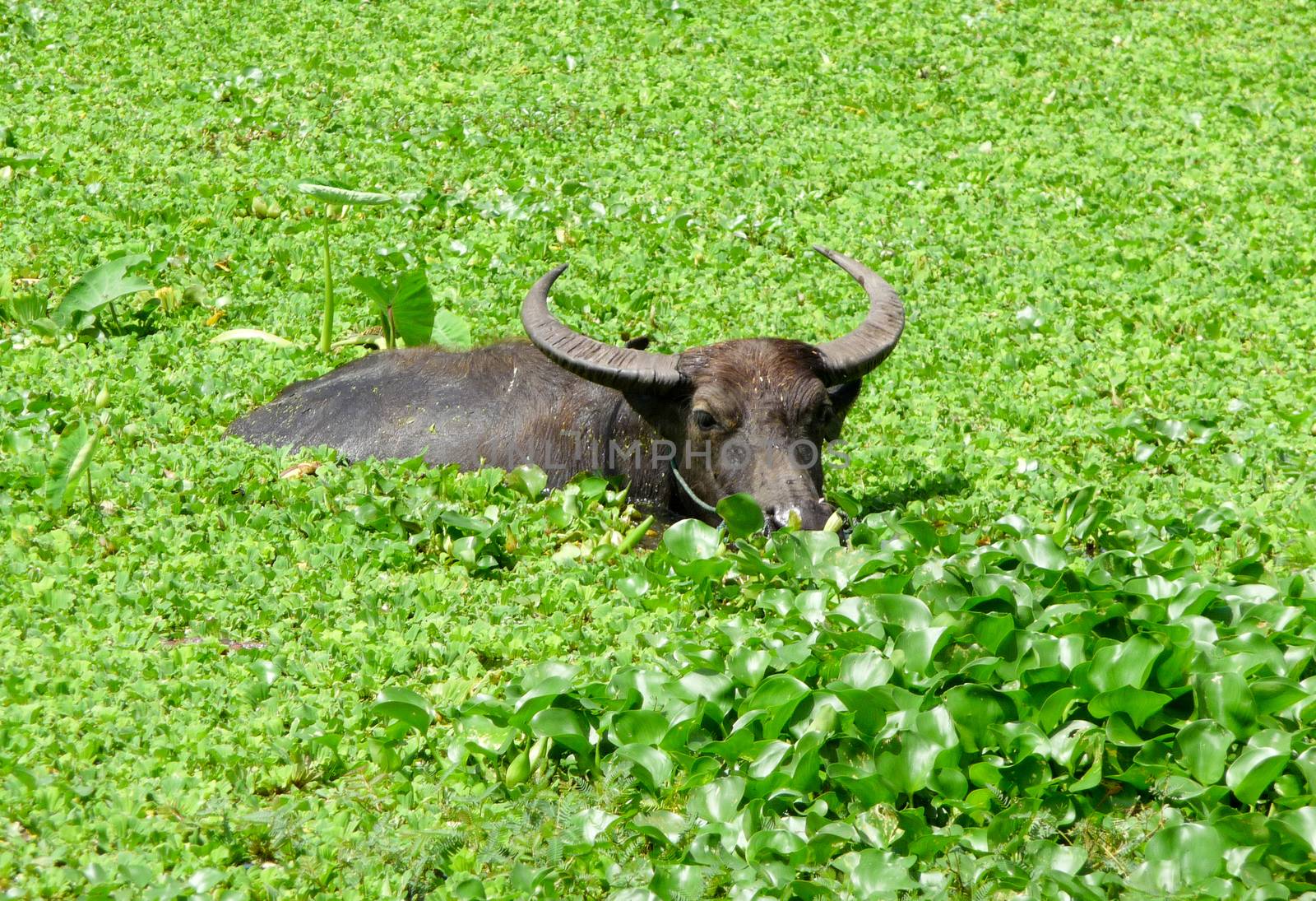 Water buffalo swimming in water lilies by AlexLeven