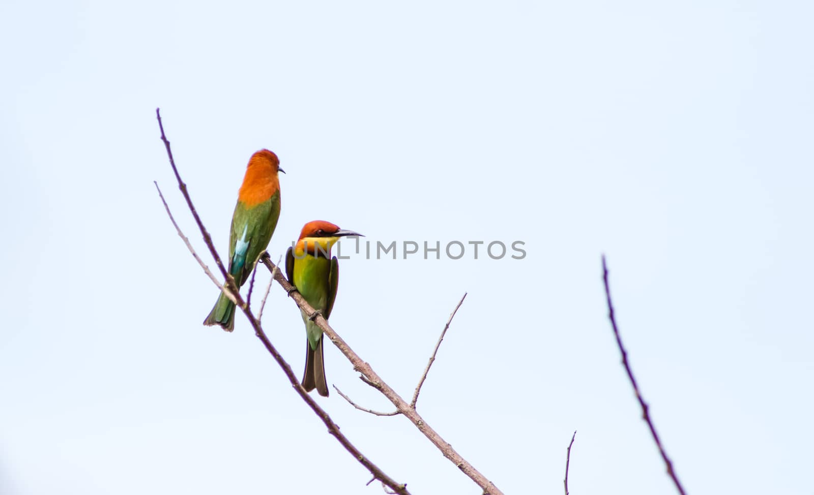 Chesnut-Headed Bee Eater by azamshah72