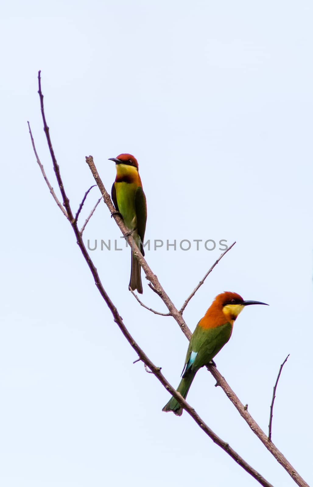 Chesnut Headed Bee Eater perching on a dry branch in the afternoon. Potrait orientation