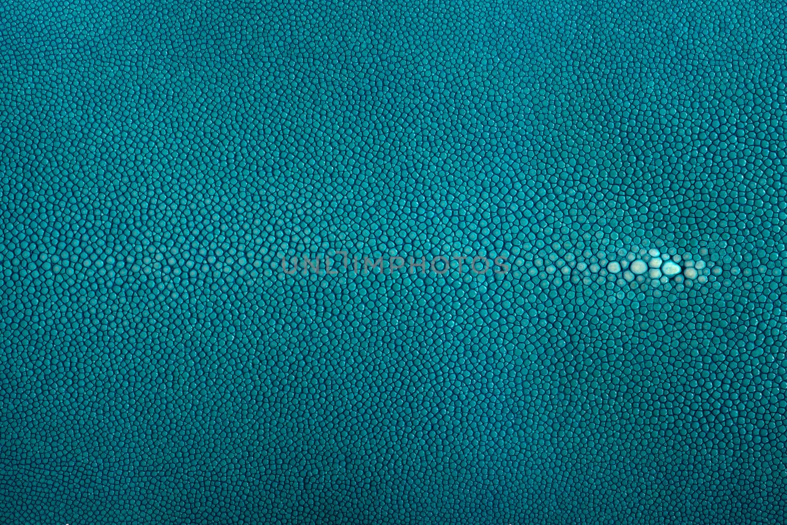 Stingray exotic fish leather, hide in turquoise color skin
