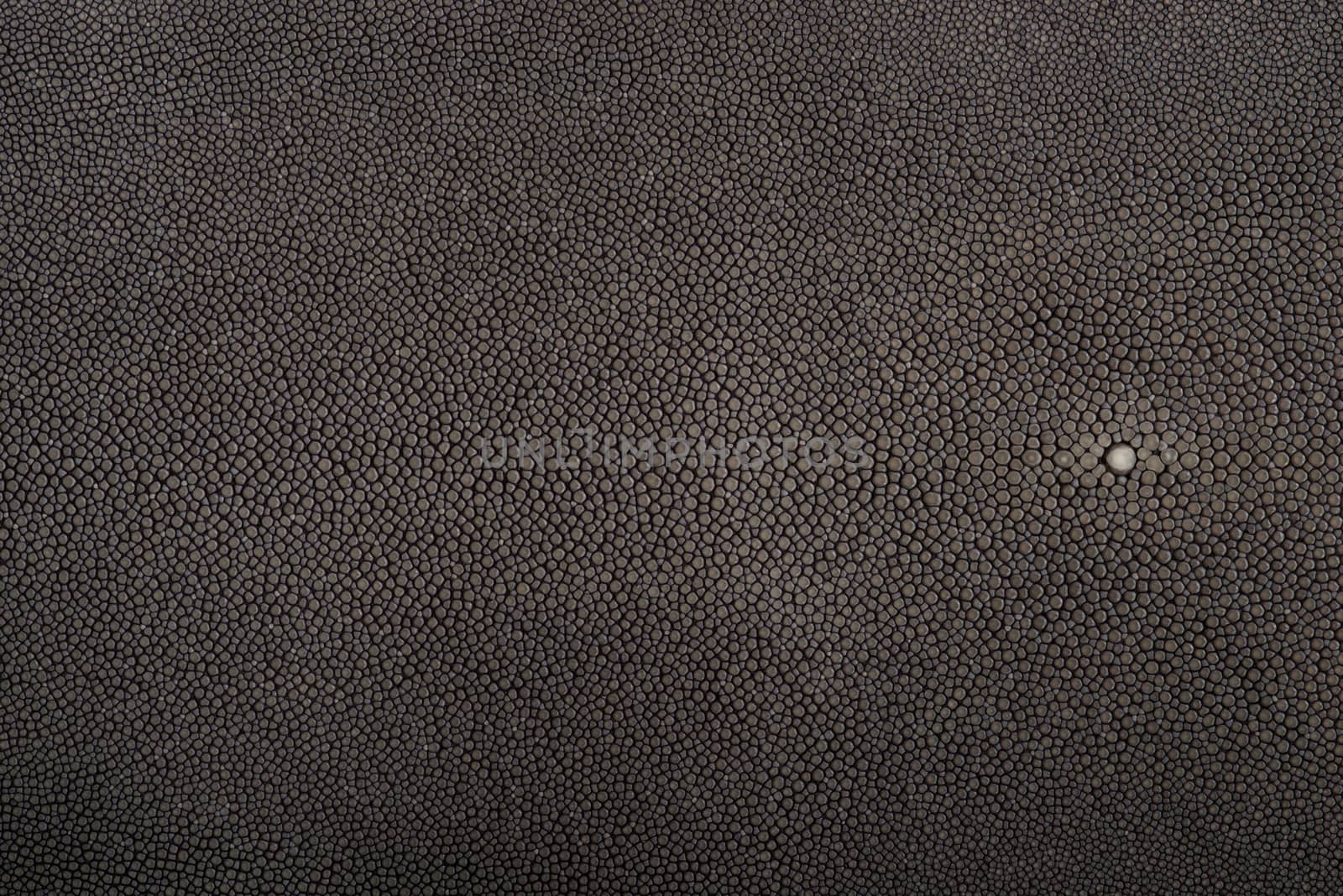 Stingray exotic fish leather, hide in steel color