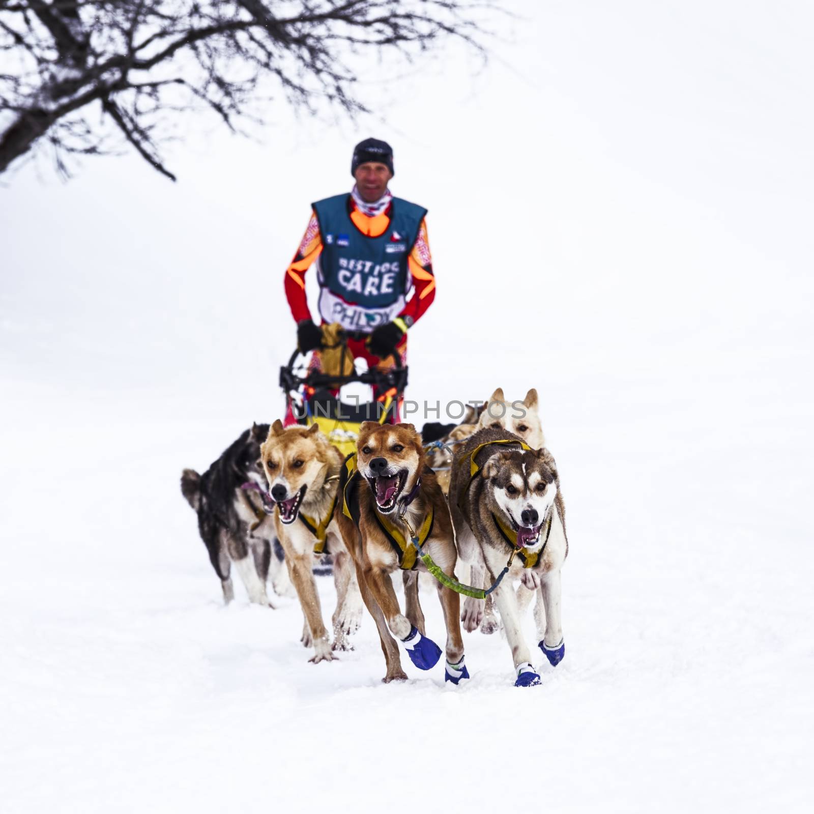 SARDIERES VANOISE, FRANCE - JANUARY 20 2016 - the GRANDE ODYSSEE the hardest mushers race in savoie Mont-Blanc, Vanoise, Alps