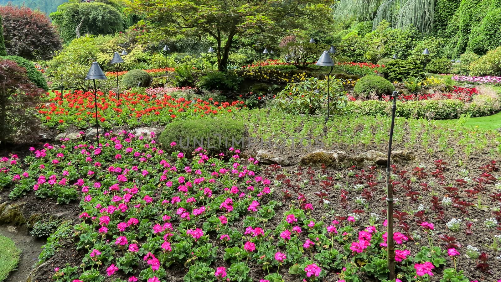 Flower garden in the Pacific Northwest.
