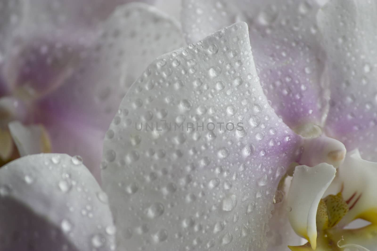 White orchid with water drops by liwei12