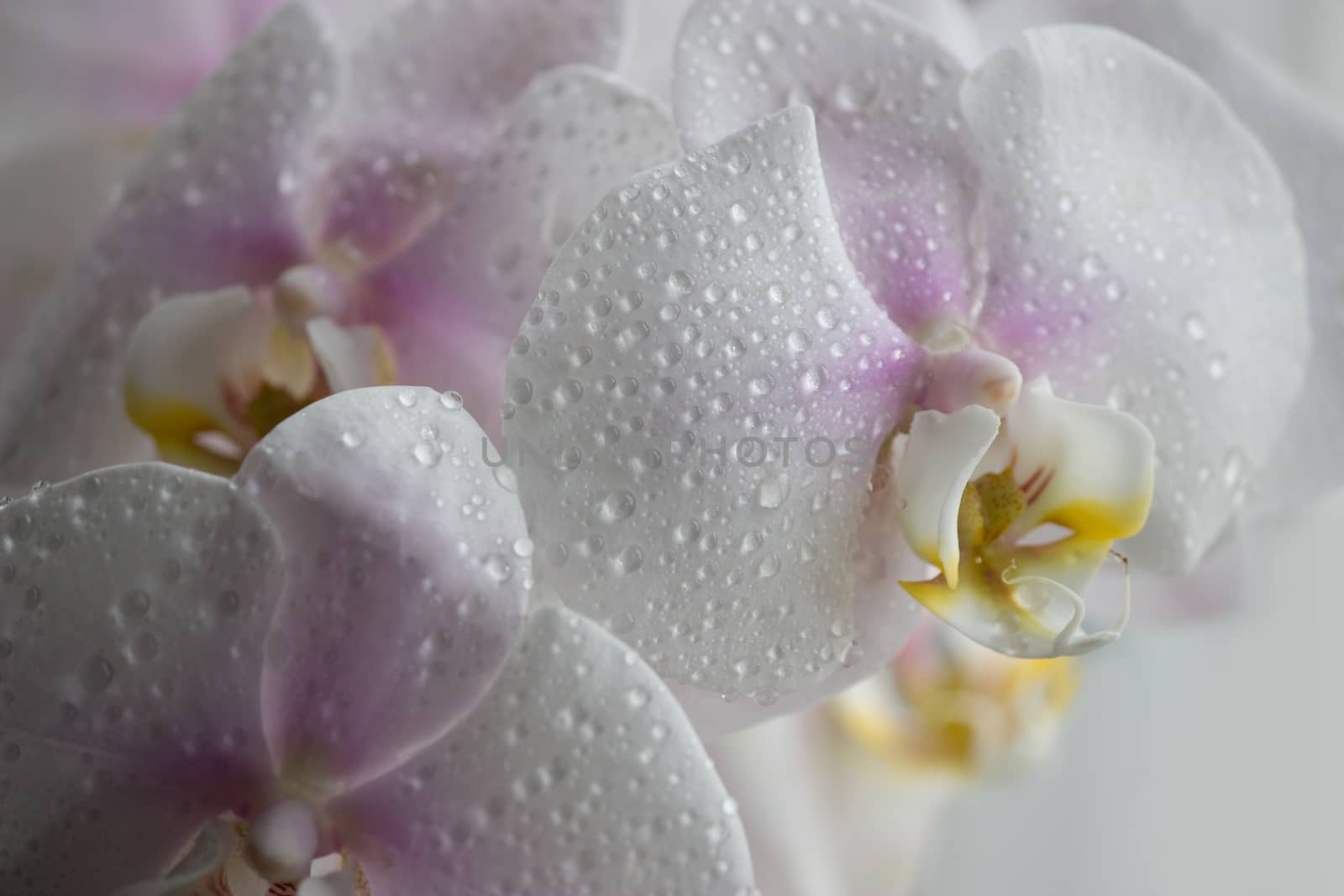White orchid with water drops