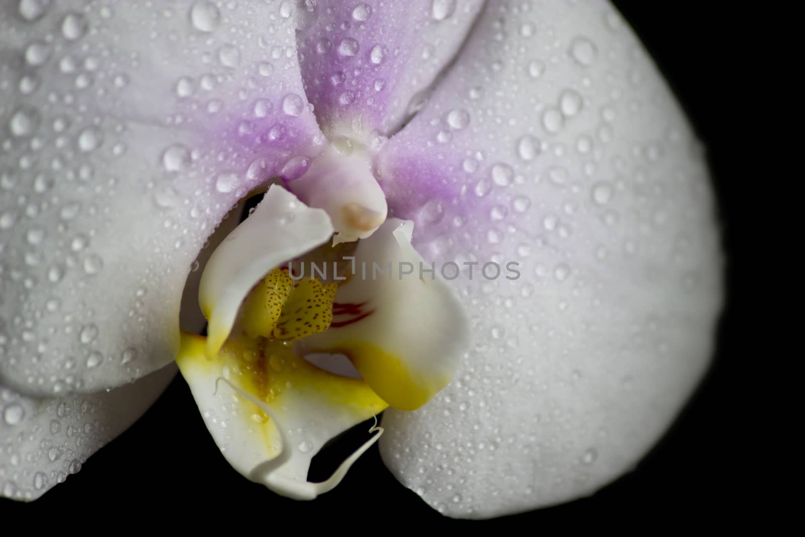 White orchid with water drops, black background