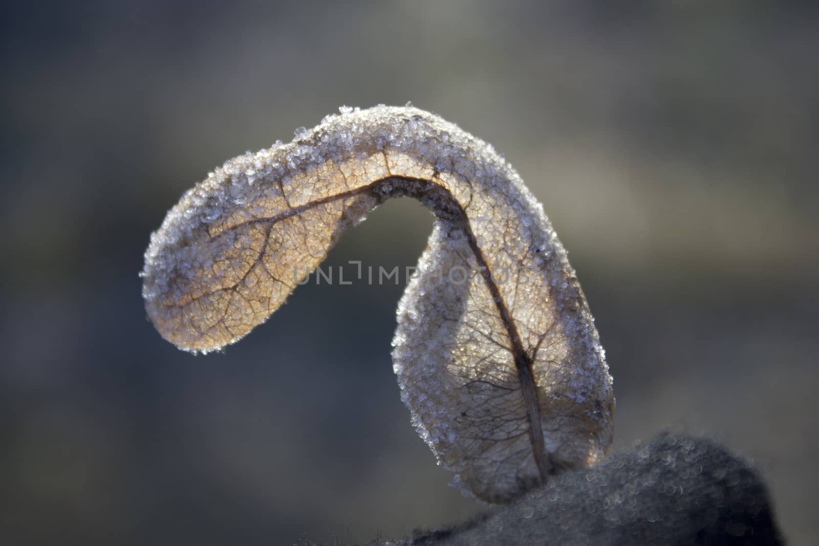 The frozen dry leaf in the hand by liwei12