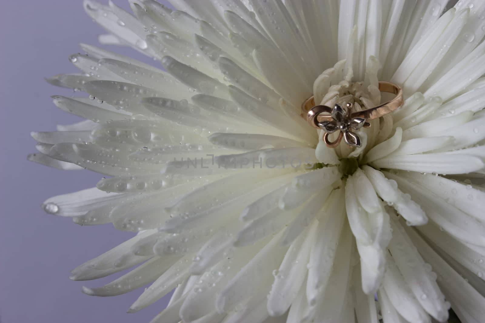 wedding ring on white aster with water drops