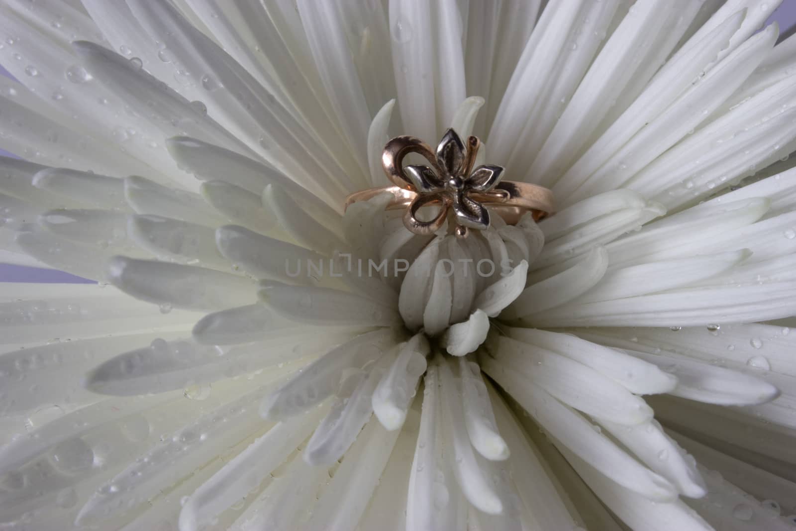 wedding ring on white aster with water drops