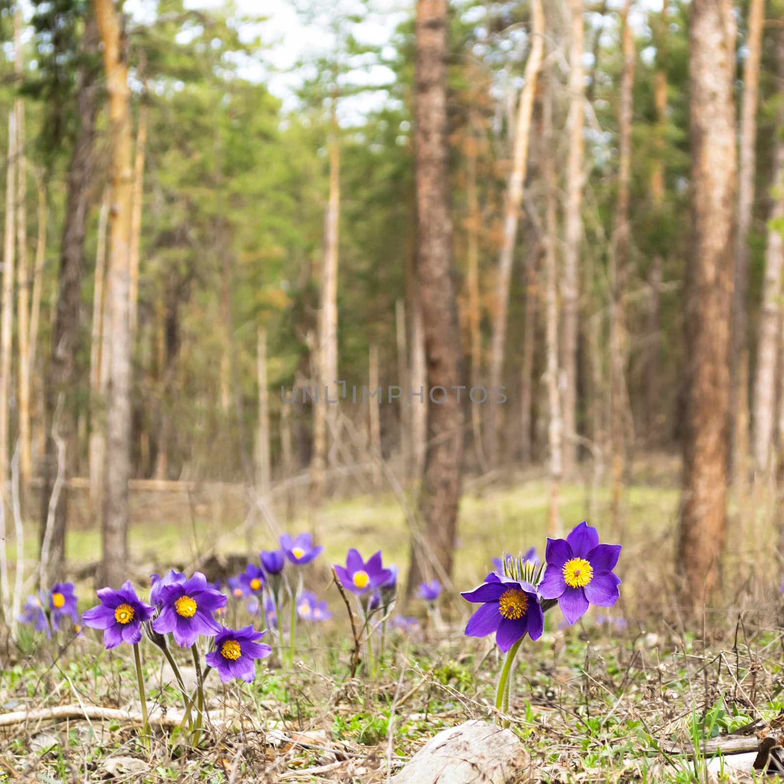 Spring flowers in the forest Glade by Gaina