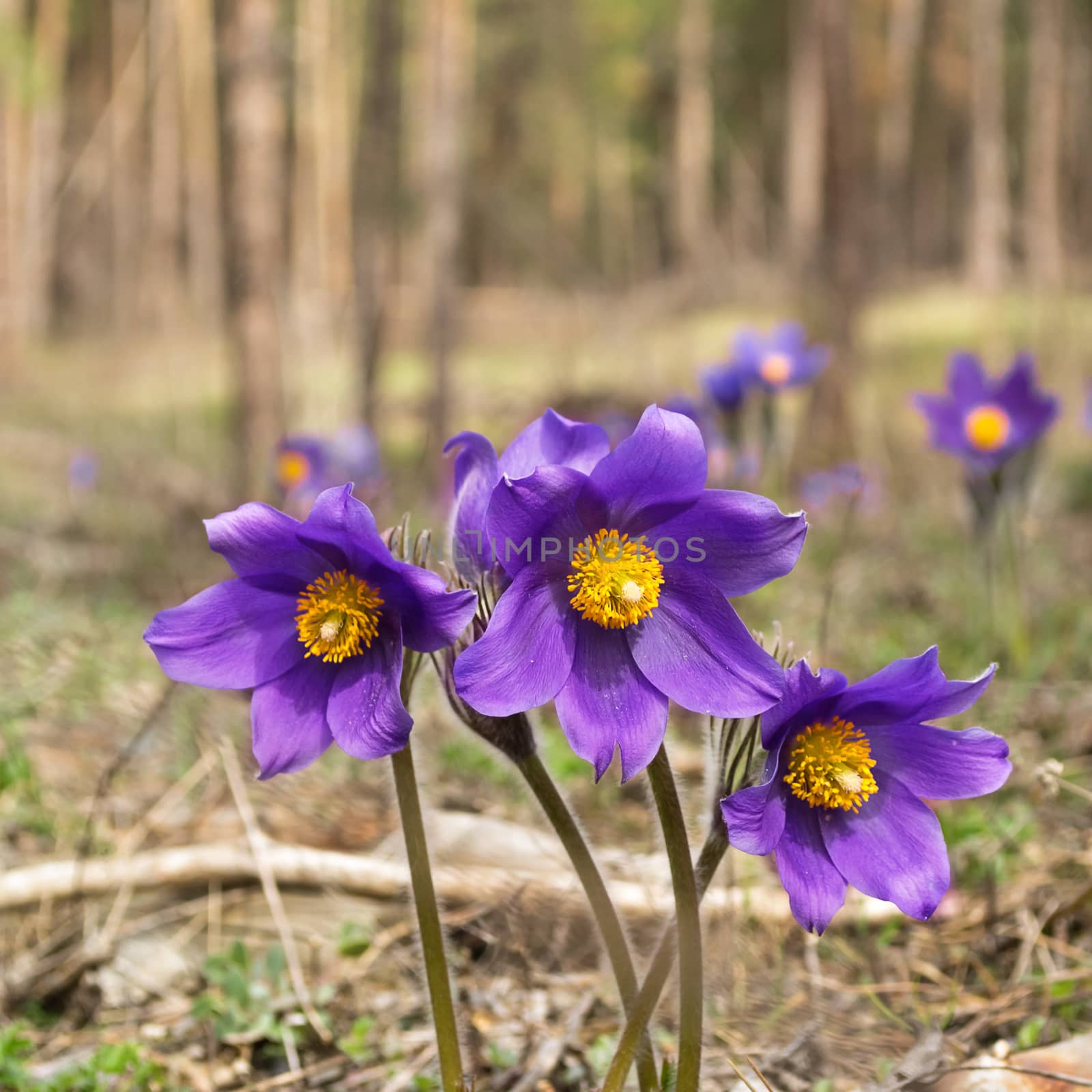 Spring flowers in the forest Glade by Gaina