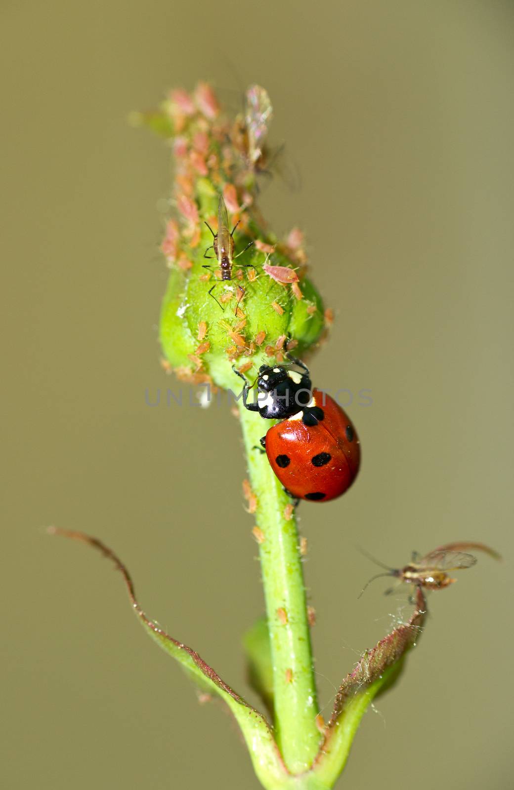 Ladybird attacking aphids on the endangered plant