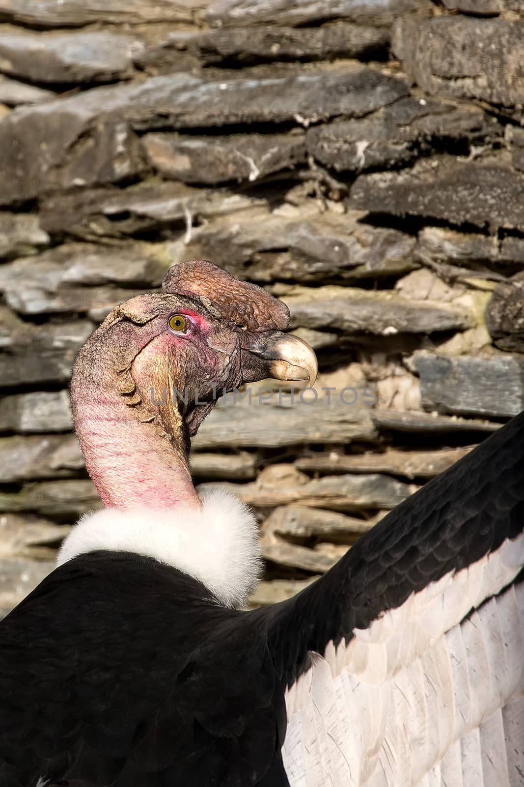 Condor in the wild by johan10