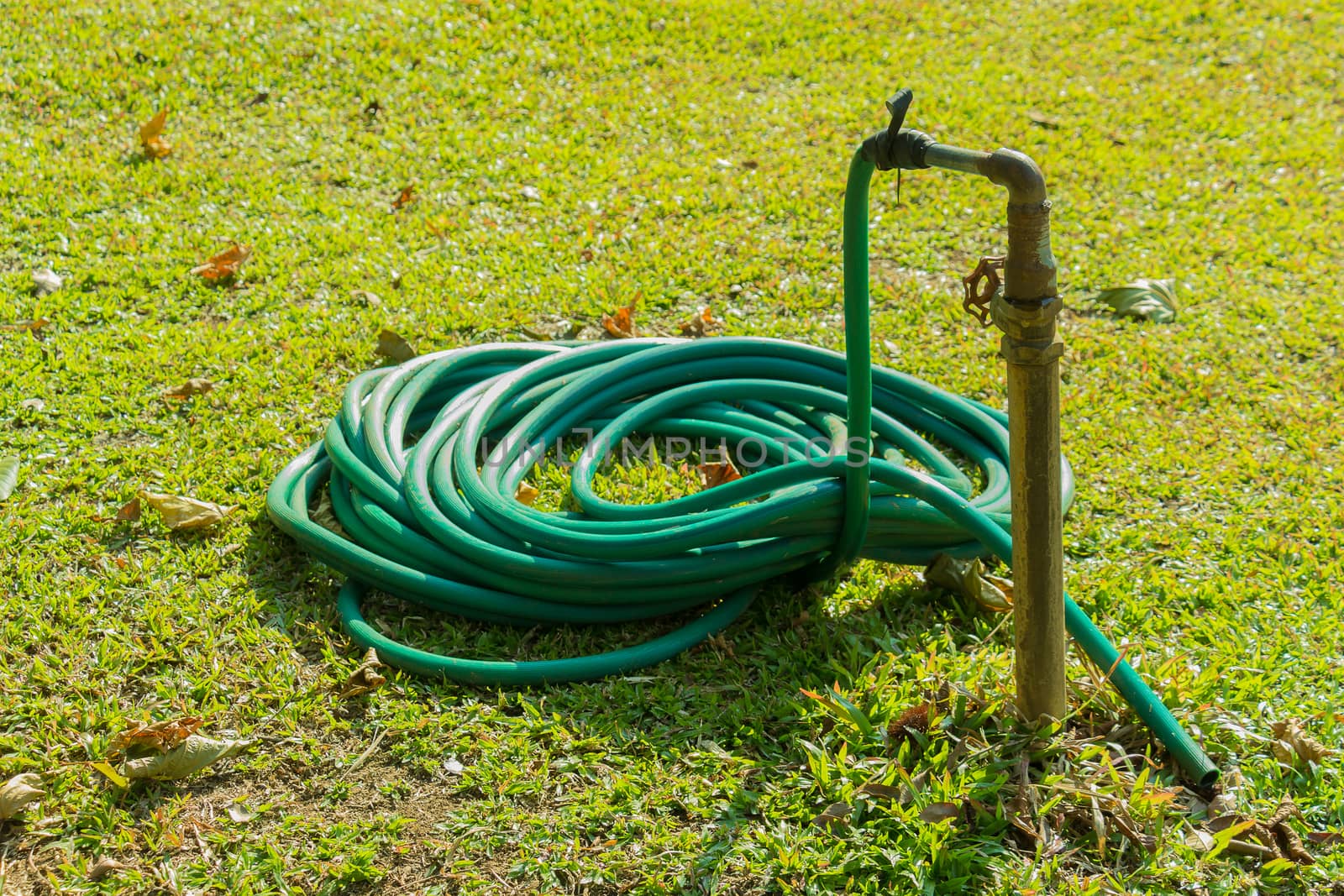 water rubber hose on green lawn by chingraph