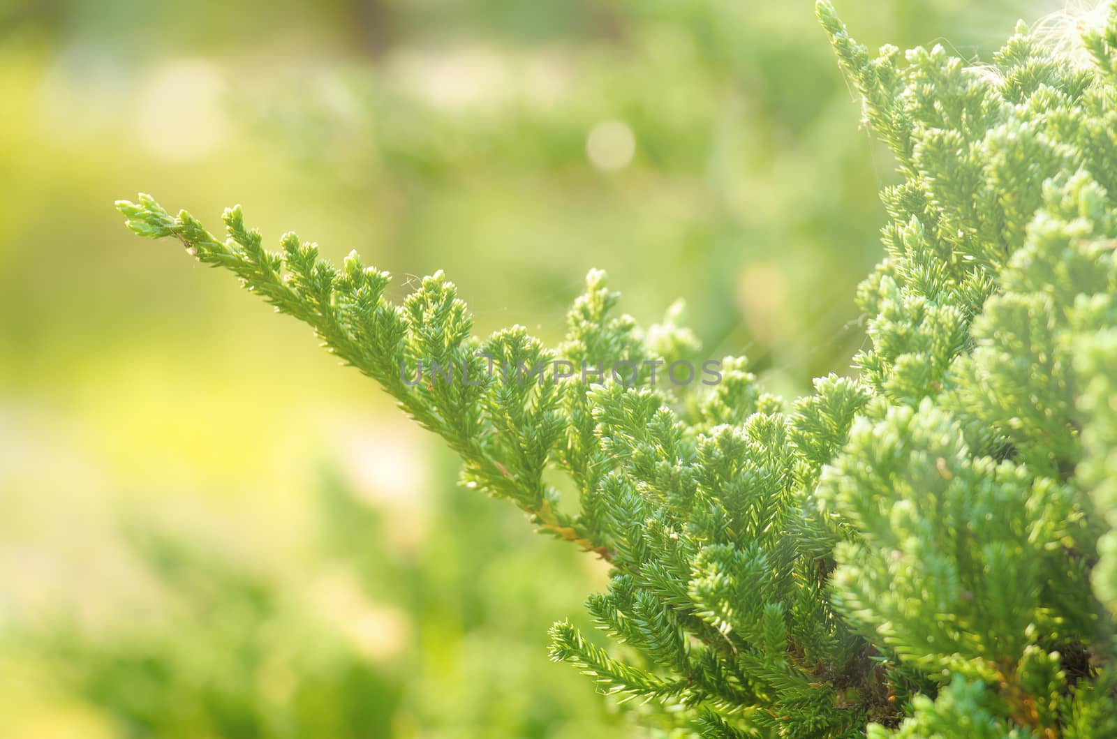 fresh green juniper tree background selective focus by chingraph