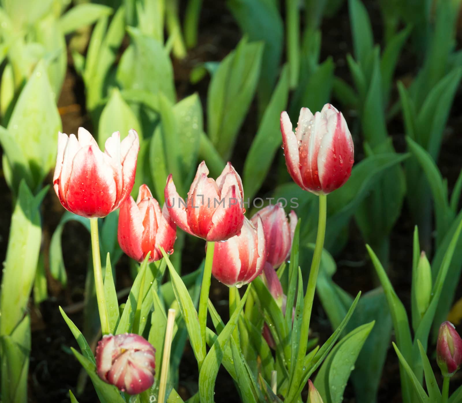 red tulip flower in garden morning light