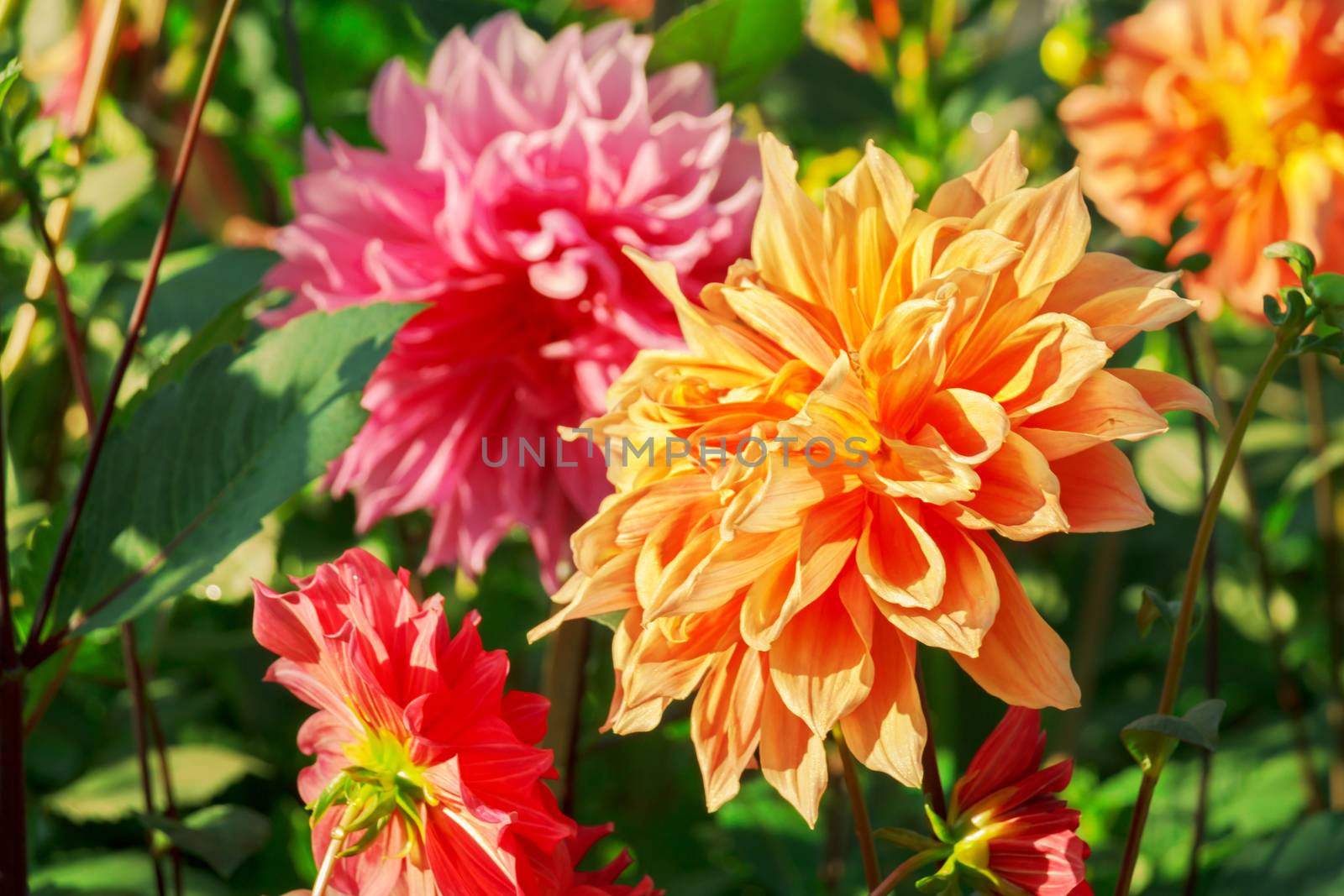 orang and pink dalia flower in garden by chingraph