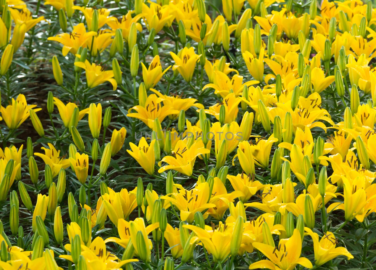 yellow lily garden