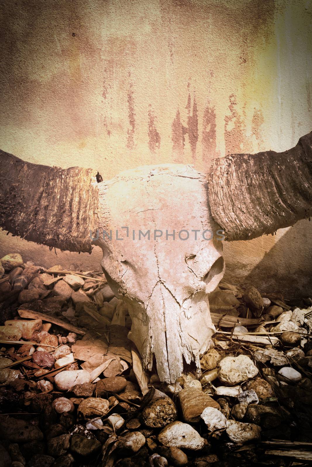 buffalo skull vintage style picture sepia color